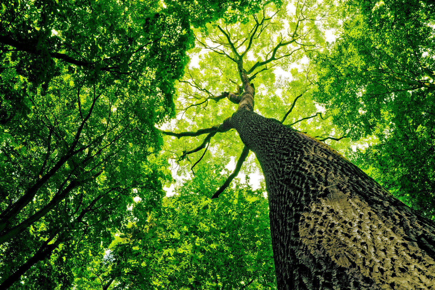 How To Remove Tree Sap From Your Car Safely... Without Damaging The Paint!