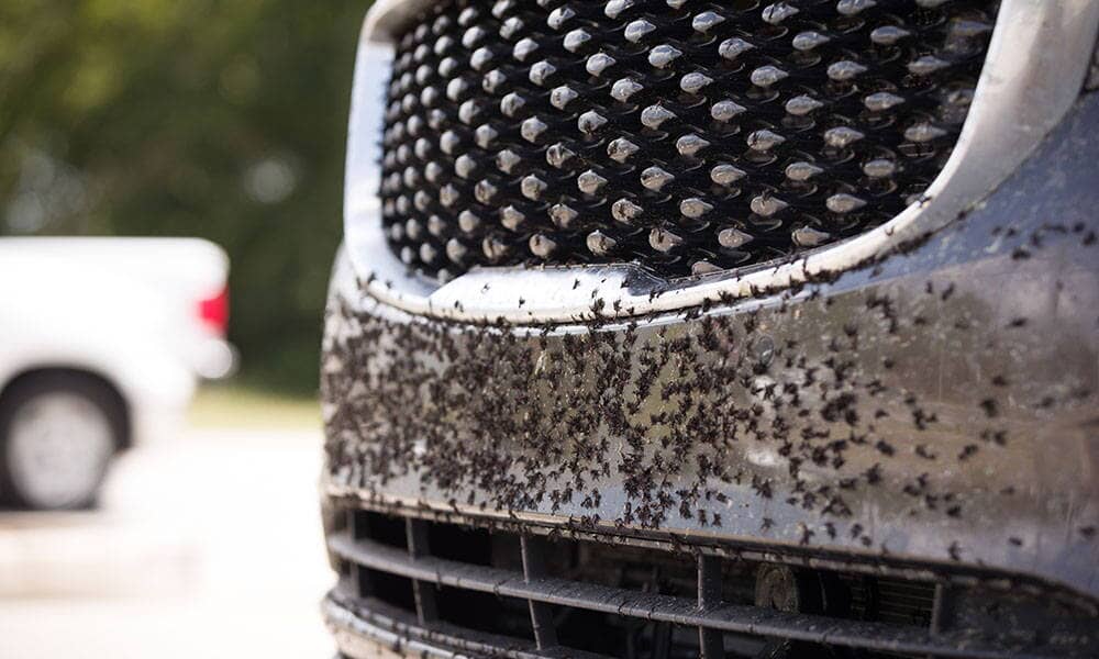 It Bugs Us Too! - Removing Bugs From Car Paint With Ease