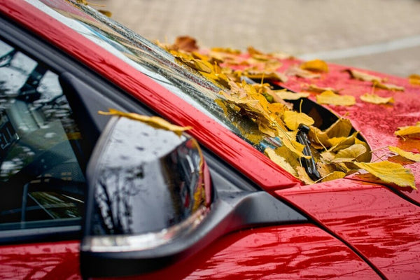 Leaf Stains on Car Removed In 30 Seconds With One Wicked Trick